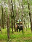 Phuket Rubber Trees.JPG (106 KB)